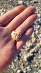 Plicatula gibbosa