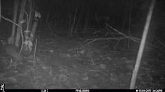 Himantornis haematopus