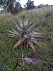 Aloe marlothii