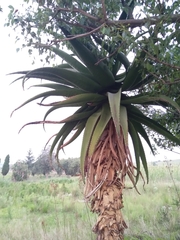 Aloe marlothii