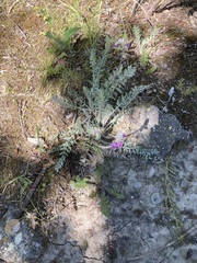 Oxytropis splendens