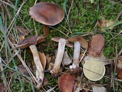 Cortinarius triformis