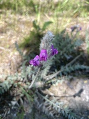 Oxytropis splendens