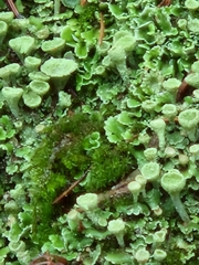 Cladonia pyxidata