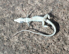 Podarcis siculus