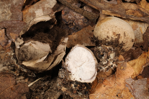 Geastrum (Photo 2 of 2)