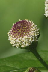 Acmella radicans