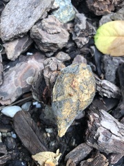 Hypomyces