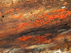 Tulasnella aurantiaca