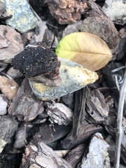 Hypomyces