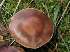 Cortinarius triformis