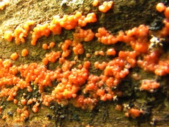 Tulasnella aurantiaca