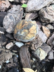 Hypomyces
