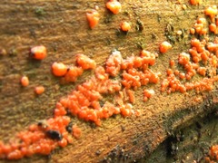 Tulasnella aurantiaca