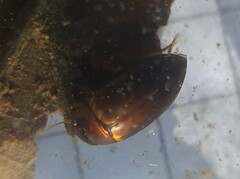 Liopterus haemorrhoidalis