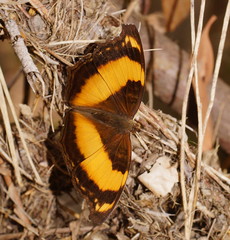 Yoma sabina