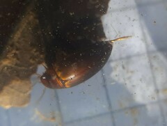 Liopterus haemorrhoidalis