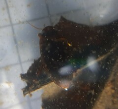 Liopterus haemorrhoidalis