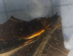 Liopterus haemorrhoidalis