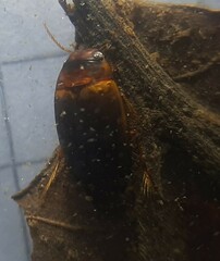 Liopterus haemorrhoidalis