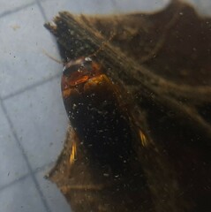 Liopterus haemorrhoidalis