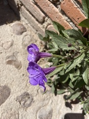 Ruellia ciliatiflora