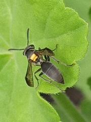 Polybia paulista