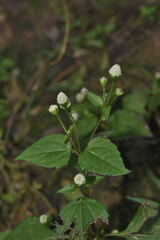 Acmella radicans