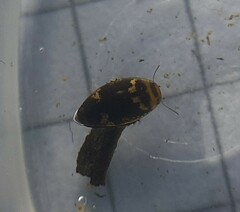 Laccophilus poecilus