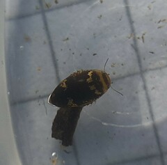 Laccophilus poecilus