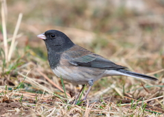 Junco hyemalis