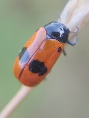 Clytra