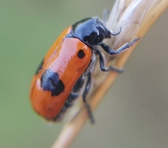 Clytra