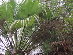 Brahea salvadorensis