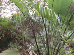 Brahea salvadorensis