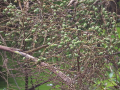 Brahea salvadorensis