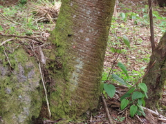 Brahea salvadorensis