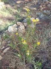 Senecio nevadensis malacitanus
