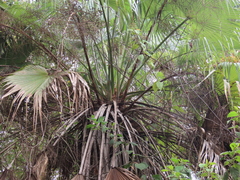 Brahea salvadorensis