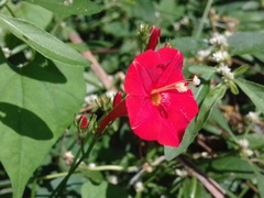 Ipomoea hederifolia