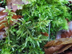 Bryophyta