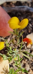 Crotalarieae