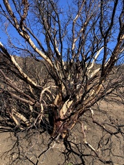 Arctostaphylos pungens