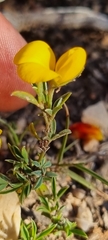 Crotalarieae