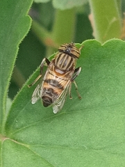 Eristalodes