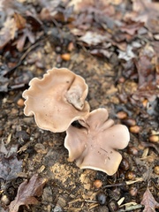 Clitocybe brunneocephala