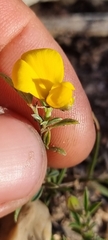 Crotalarieae