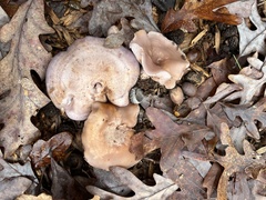 Clitocybe brunneocephala