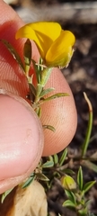 Crotalarieae