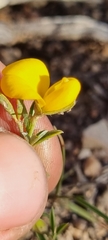Crotalarieae